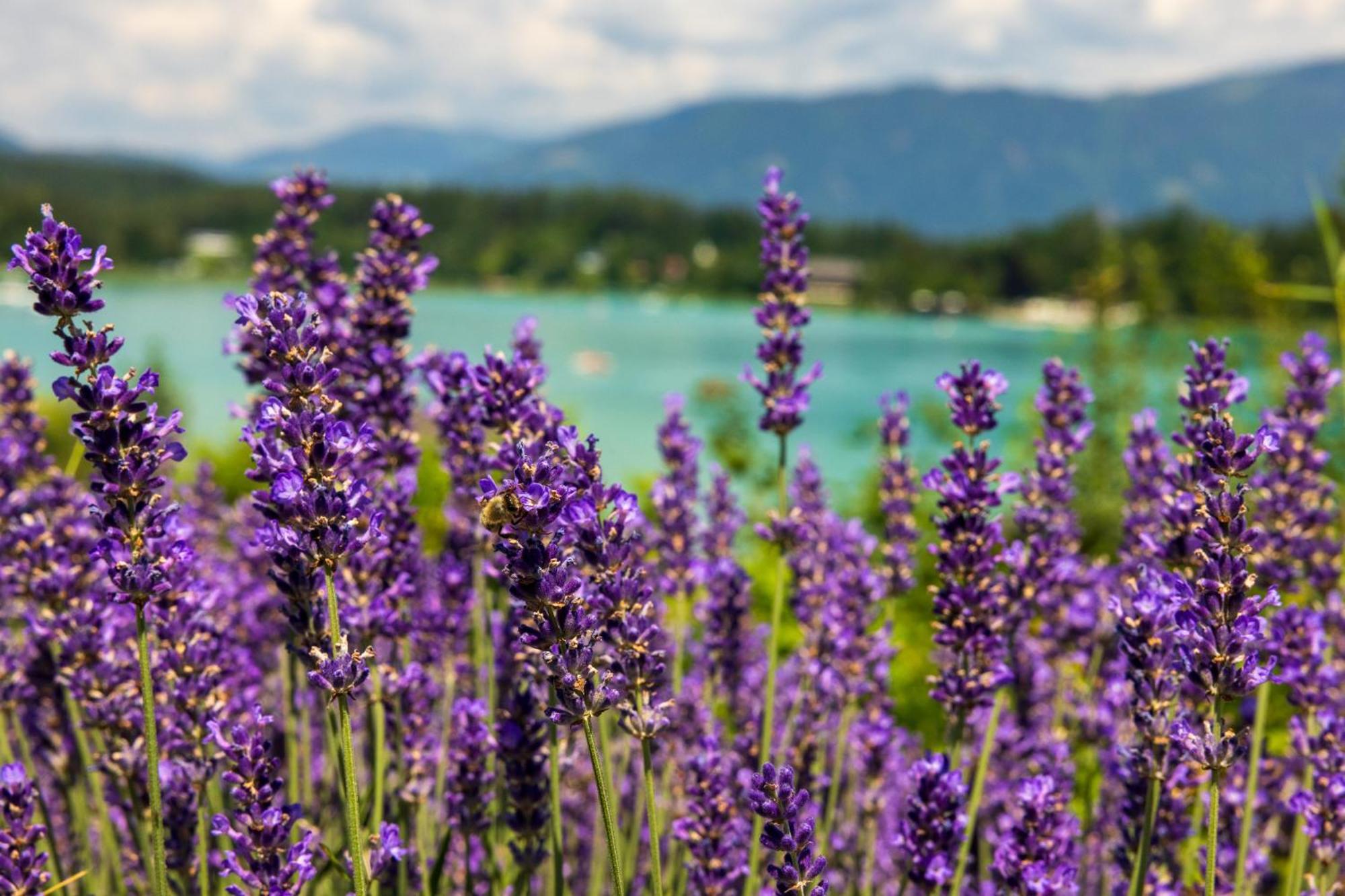 Lakeside Apartments - Adults Only Faak am See Luaran gambar